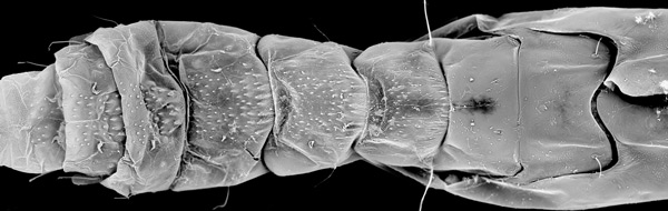 /filer/webapps/moths_gc/media/images/P/podocarpa_Phyllocnistis_pupa_Liu-et-al_2018b_565_SDNU.jpg
