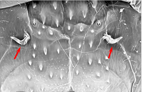 /filer/webapps/moths_gc/media/images/P/podocarpa_Phyllocnistis_pupa_Liu-et-al_2018b_565_SDNU_2.jpg