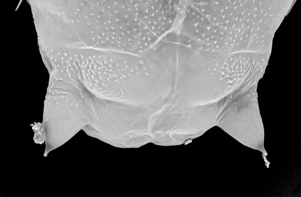 /filer/webapps/moths_gc/media/images/P/podocarpa_Phyllocnistis_pupa_Liu-et-al_2018b_565_SDNU_3.jpg