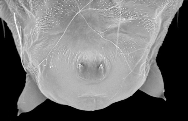 /filer/webapps/moths_gc/media/images/P/podocarpa_Phyllocnistis_pupa_Liu-et-al_2018b_565_SDNU_4.jpg