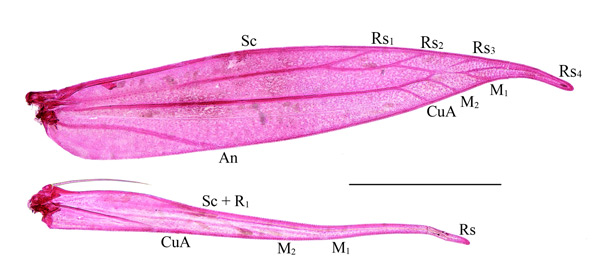 /filer/webapps/moths_gc/media/images/P/podocarpa_Phyllocnistis_wing-venation_Liu-et-al_2018b_561_SDNU.jpg
