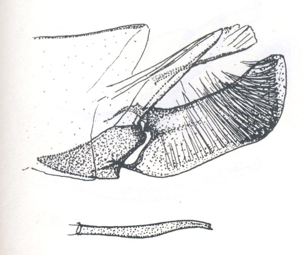 /filer/webapps/moths_gc/media/images/P/poecilostola_Caloptilia_GM_Vari_1961_Pl50-5.jpg