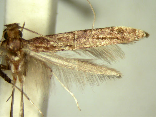 /filer/webapps/moths_gc/media/images/P/poecilostola_Caloptilia_HT_TMSA5657.jpg