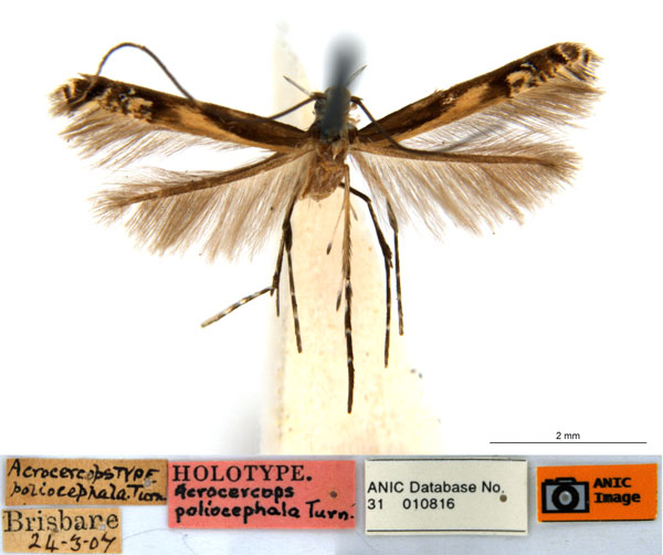 /filer/webapps/moths_gc/media/images/P/poliocephala_Acrocercops_HT_ANIC.jpg
