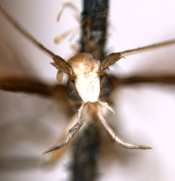 /filer/webapps/moths_gc/media/images/P/poliocephala_Acrocercops_HT_head_ANIC.jpg