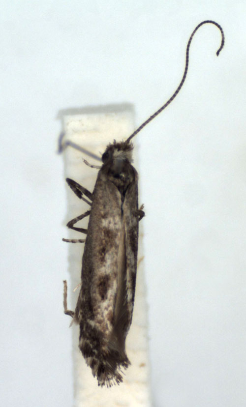 /filer/webapps/moths_gc/media/images/P/polygrammella_Parornix_A_WJDP.jpg
