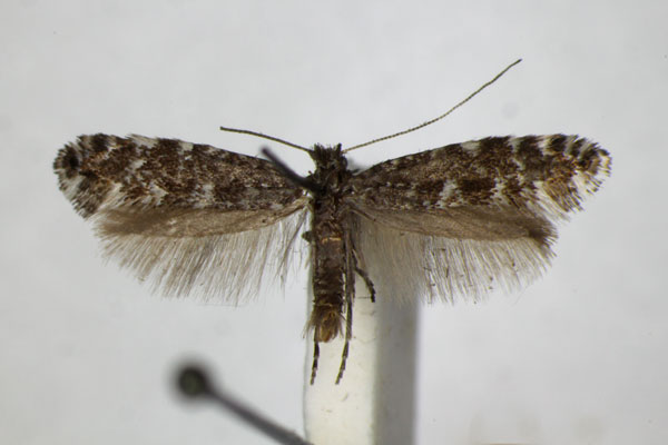 /filer/webapps/moths_gc/media/images/P/polygrammella_Parornix_A_ZSM_2.jpg