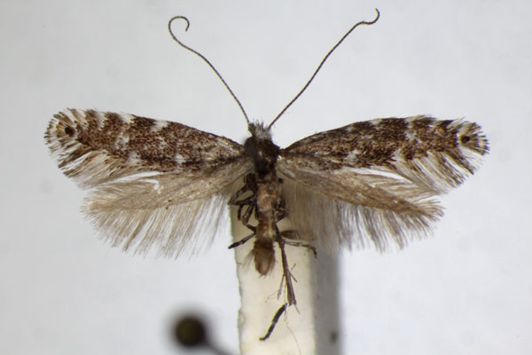 /filer/webapps/moths_gc/media/images/P/polygrammella_Parornix_A_ZSM_4.jpg