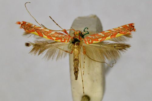 /filer/webapps/moths_gc/media/images/P/polyplaca_Macarostola_HT_BMNH(E)-1055795.jpg