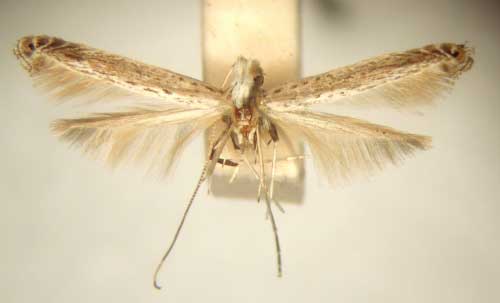 /filer/webapps/moths_gc/media/images/P/polysticha_Graphiocephala_HT_TMSA6085.jpg