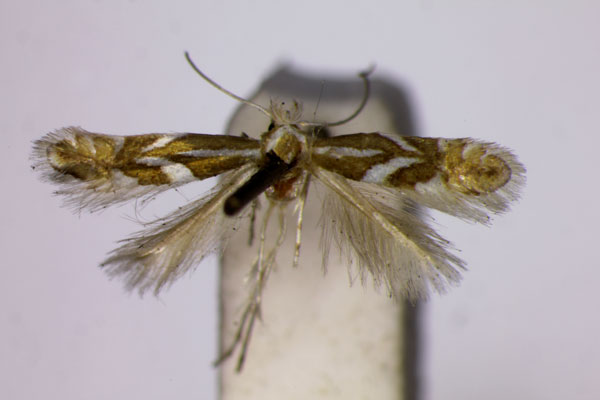 /filer/webapps/moths_gc/media/images/P/pomifoliella_Phyllonoycter_HT_BMNH.jpg