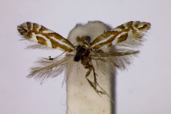 /filer/webapps/moths_gc/media/images/P/pomonella_Phyllonorycter_ST_BMNH.jpg