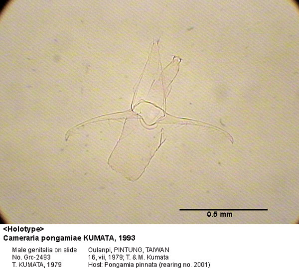 /filer/webapps/moths_gc/media/images/P/pongamiae_Cameraria_GM_HT_2493_EIHU.jpg
