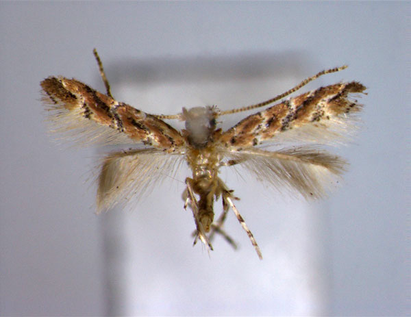 /filer/webapps/moths_gc/media/images/P/pongamiae_Cameraria_PT_EIHU.jpg