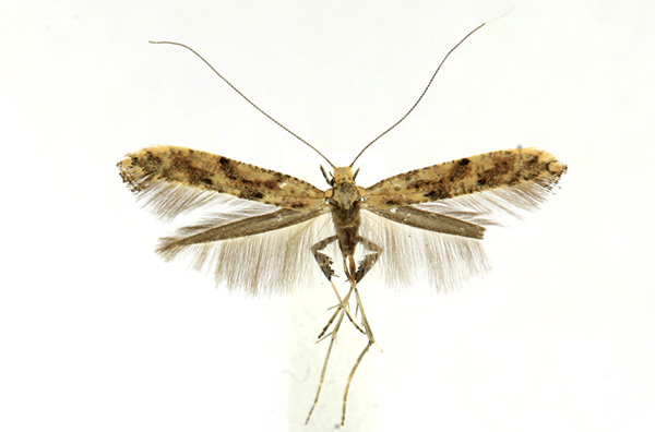 /filer/webapps/moths_gc/media/images/P/populetorum_Caloptilia_A_Knyazev-et-al_2018_265.jpg