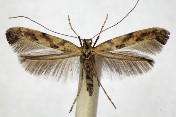/filer/webapps/moths_gc/media/images/P/populetorum_Caloptilia_A_ZSM_2.jpg