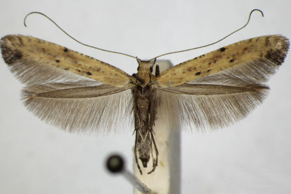 /filer/webapps/moths_gc/media/images/P/populetorum_Caloptilia_A_ZSM_3.jpg