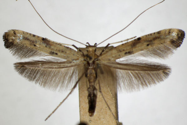 /filer/webapps/moths_gc/media/images/P/populetorum_Caloptilia_A_ZSM_4.jpg