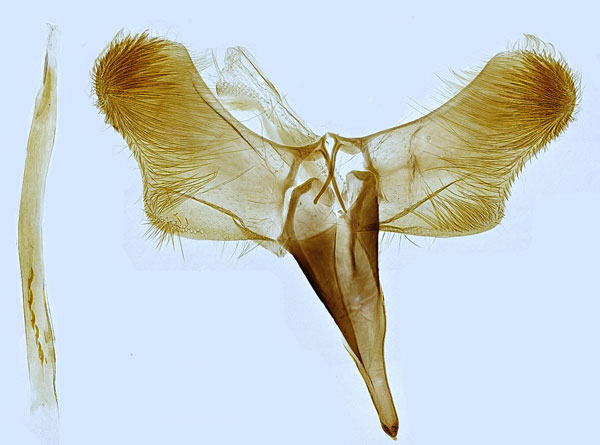 /filer/webapps/moths_gc/media/images/P/populetorum_Caloptilia_GM_Hall.jpg