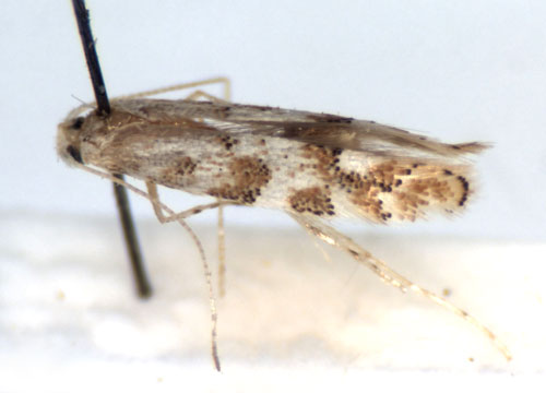 /filer/webapps/moths_gc/media/images/P/populicola_Phyllonorycter_A_WJDP.jpg