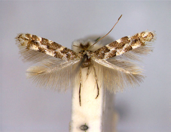 /filer/webapps/moths_gc/media/images/P/populifoliella_Phyllonorycter_A_EIHU.jpg