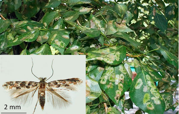 /filer/webapps/moths_gc/media/images/P/populifoliella_Phyllonorycter_A_Kirichenko-etal_2025_5.jpg