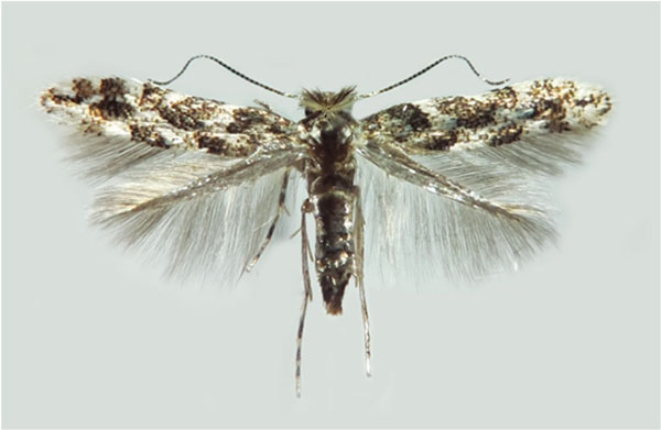 /filer/webapps/moths_gc/media/images/P/populifoliella_Phyllonorycter_A_Musolin-etal_2022_33.jpg