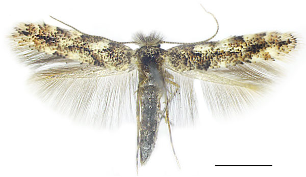 /filer/webapps/moths_gc/media/images/P/populifoliella_Phyllonorycter_A_Shashank-et-al_2021_439.jpg
