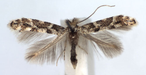 /filer/webapps/moths_gc/media/images/P/populifoliella_Phyllonorycter_A_WJDP.jpg