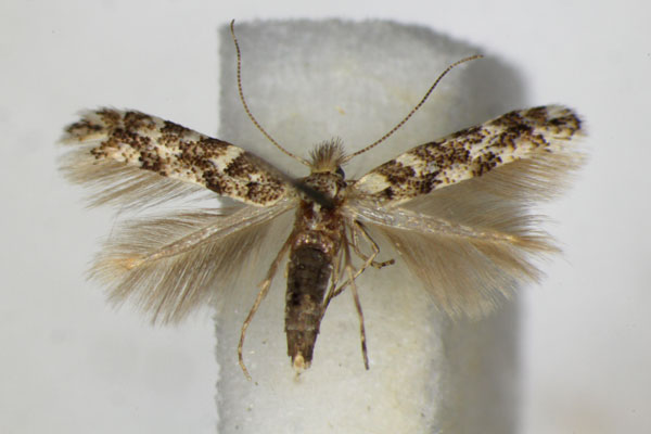 /filer/webapps/moths_gc/media/images/P/populifoliella_Phyllonorycter_A_ZSM.jpg
