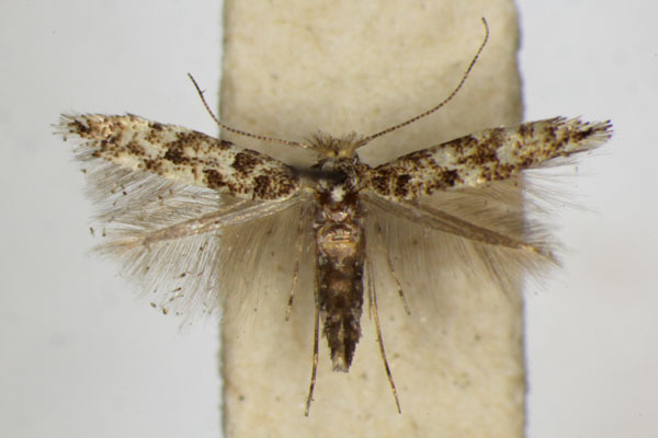 /filer/webapps/moths_gc/media/images/P/populifoliella_Phyllonorycter_A_ZSM_2.jpg