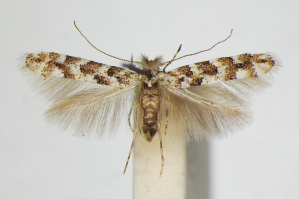 /filer/webapps/moths_gc/media/images/P/populifoliella_Phyllonorycter_A_ZSM_4.jpg
