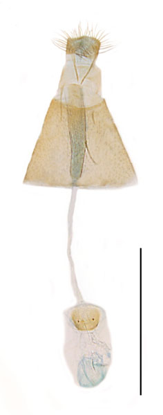 /filer/webapps/moths_gc/media/images/P/populifoliella_Phyllonorycter_GF_Shashank-et-al_2021_439.jpg