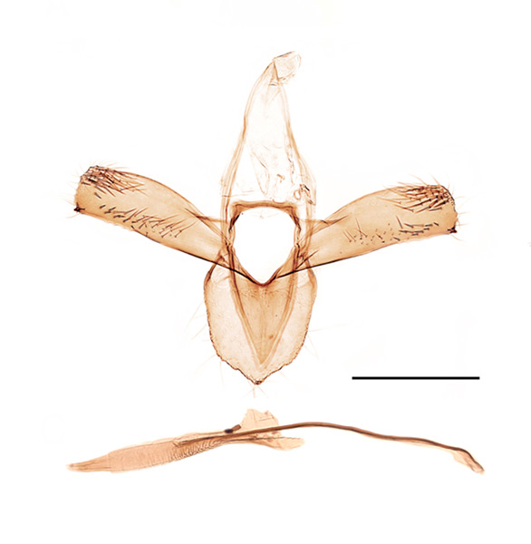 /filer/webapps/moths_gc/media/images/P/populifoliella_Phyllonorycter_GM_Kirichenko-etal_2019_25.jpg