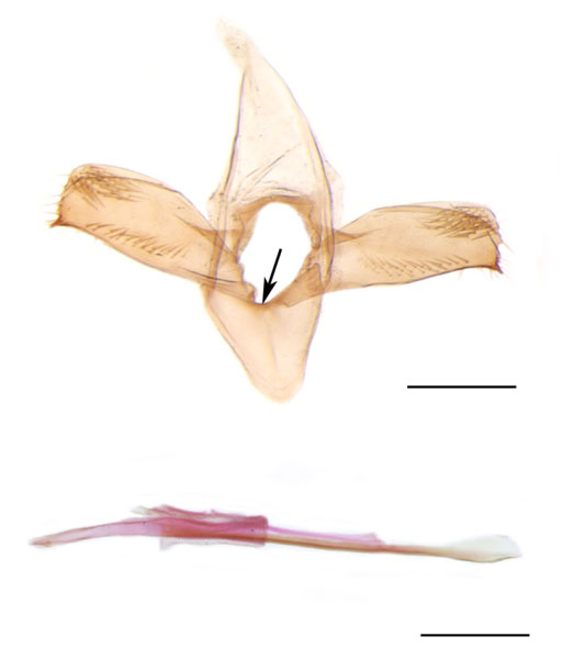 /filer/webapps/moths_gc/media/images/P/populifoliella_Phyllonorycter_GM_Shashank-et-al_2021_439.jpg