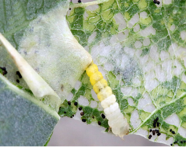 /filer/webapps/moths_gc/media/images/P/populifoliella_Phyllonorycter_larva_Shashank-et-al_2021_441.jpg