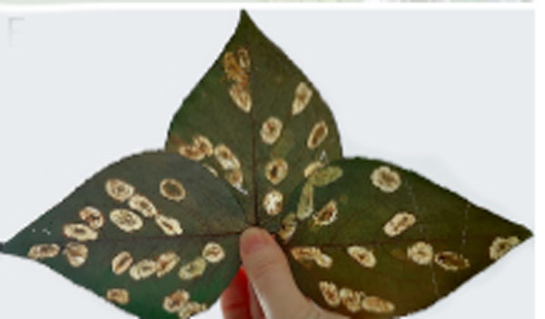 /filer/webapps/moths_gc/media/images/P/populifoliella_Phyllonorycter_mine2_Kirichenko-etal_2025_5.jpg