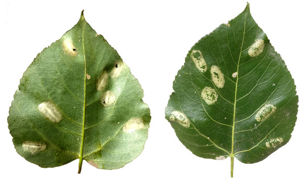 /filer/webapps/moths_gc/media/images/P/populifoliella_Phyllonorycter_mine2_Shashank-et-al_2021_441.jpg