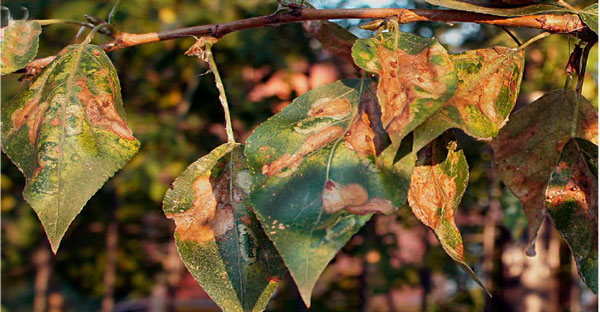 /filer/webapps/moths_gc/media/images/P/populifoliella_Phyllonorycter_mine_Kirichenko-etal_2025_5.jpg