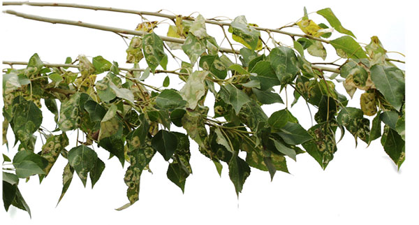 /filer/webapps/moths_gc/media/images/P/populifoliella_Phyllonorycter_mine_Shashank-et-al_2021_441.jpg