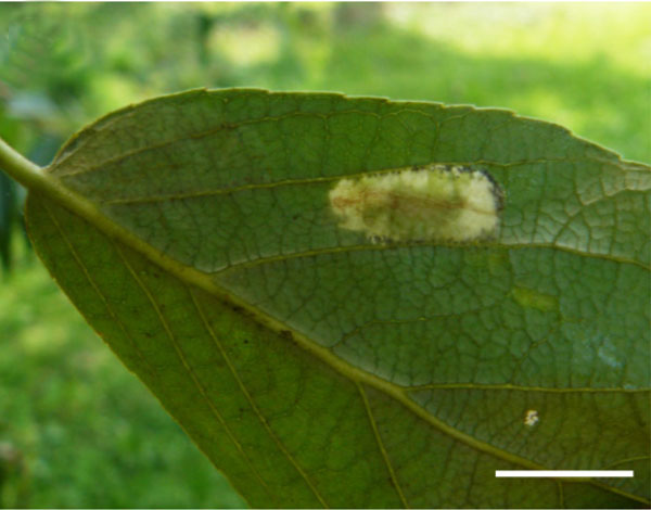 /filer/webapps/moths_gc/media/images/P/populifoliella_Phyllonorycter_mine_Shashank-et-al_2021_448.jpg