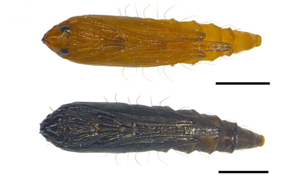 /filer/webapps/moths_gc/media/images/P/populifoliella_Phyllonorycter_pupa_Shashank-et-al_2021_441.jpg