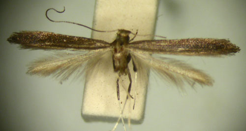 /filer/webapps/moths_gc/media/images/P/porphyranthes_Caloptilia_HT_TMSA2600.jpg