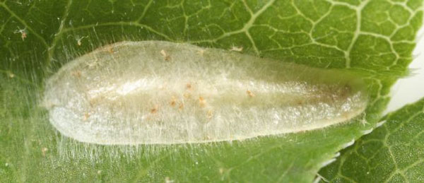 /filer/webapps/moths_gc/media/images/P/porphyretica_Caloptilia_cocoon_Eiseman_2025_1814.jpg