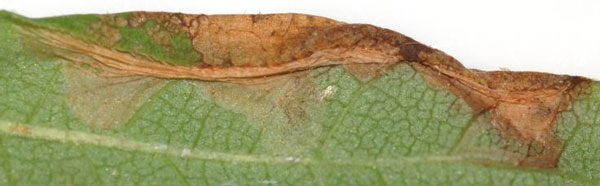 /filer/webapps/moths_gc/media/images/P/porphyretica_Caloptilia_mine1_Eiseman_2025_1840.jpg