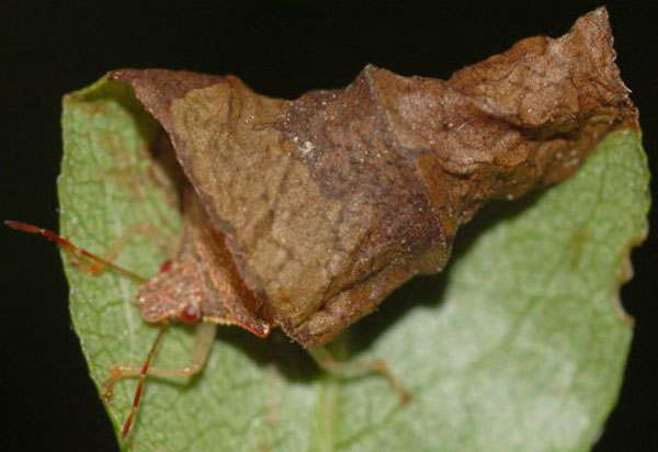 /filer/webapps/moths_gc/media/images/P/porphyretica_Caloptilia_mine3_Eiseman_2025_1841.jpg