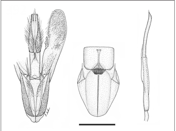/filer/webapps/moths_gc/media/images/P/pouteriae_Eucosmophora_HT_GM_USNM.jpg