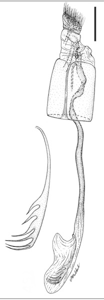 /filer/webapps/moths_gc/media/images/P/pouteriae_Eucosmophora_PT_GF_INBIO.jpg
