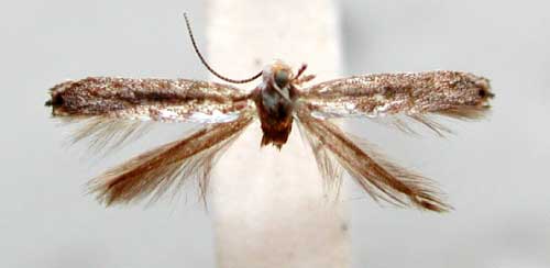 /filer/webapps/moths_gc/media/images/P/prionota_Pareclectis_HT_TMSA350.jpg