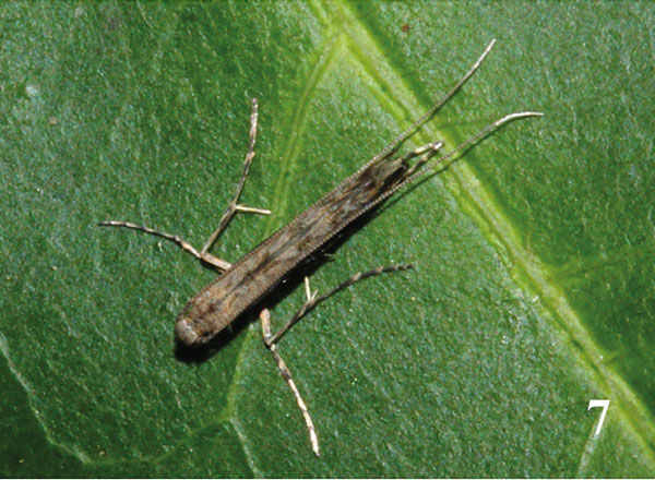 /filer/webapps/moths_gc/media/images/P/procellaris_Semnocera_A_Triberti-etal_2024_32.jpg